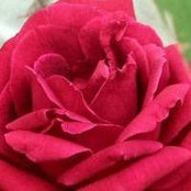 Karen Jackson-Williams's photo