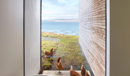 Lifestyle: Can I Keep Chickens in My Garden?