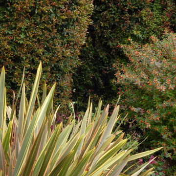 Carpinteria lawn replacement