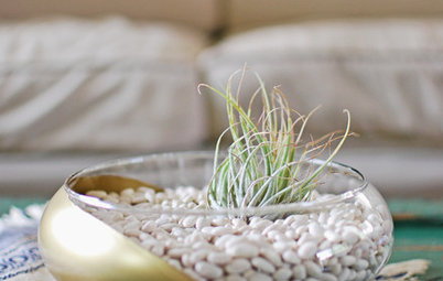 Bowl Over Guests With a DIY Air Plant Terrarium
