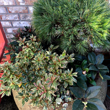 Winter Garden Container=Evergreen