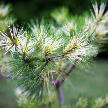 Black Pine 'Dragon's Eye'