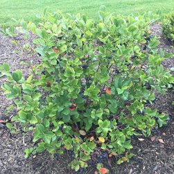 Bushes and Shrubs - Products