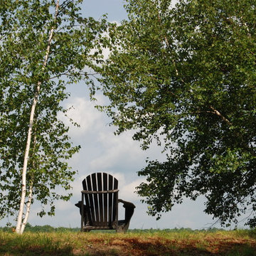 Gray Birch