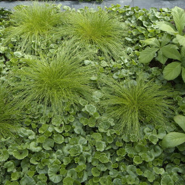 Plantings