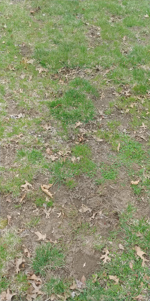 Grass bare spots