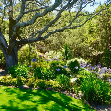 An English garden in Marin