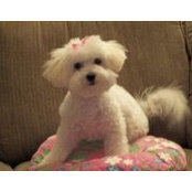 Michelle Calhoon's photo