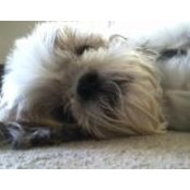 Debbie Tedesco's photo