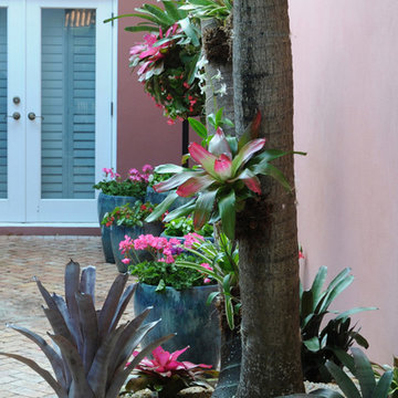 Bromeliad in a courtyard garden