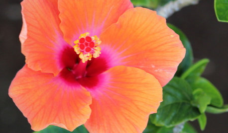 8 Take-Home Planting Ideas From Hawaii's Big Island