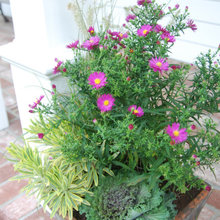 Container Garden