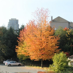 Trees With Outstanding Autumn Colour - Outdoor Products