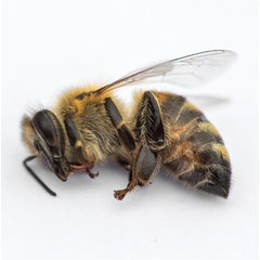 Bee Guys Construction