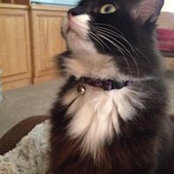 Judy Wittman's photo