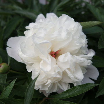 il giardino segreto