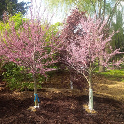 Coivic Specimen Tree Nursery - Products