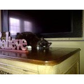 porsha's photo