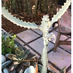 Garden photos - Products
