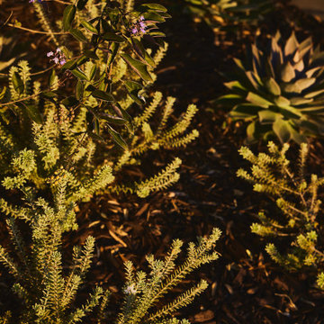 Eucalyptus Landscape