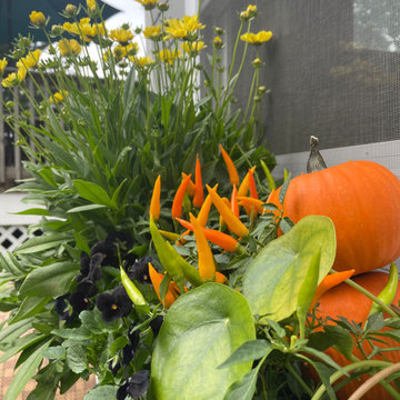 Fall Harvest Window Boxes and Front Steps