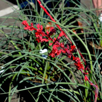 Southwestern Plants