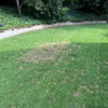 What's going on with my Zoysia?
