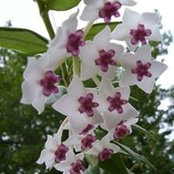 Angela Wareham's photo