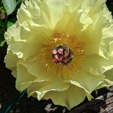 Peony