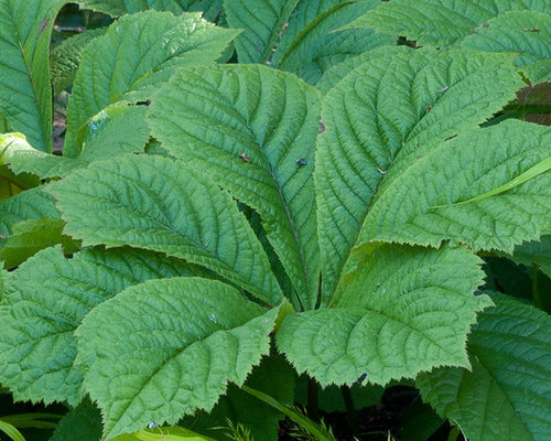Plantación de flores silvestres: Top Tips & amp; Ideas del jardín de flores silvestres