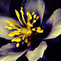 Yellow - Photographs