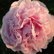 Melissa Briski's photo
