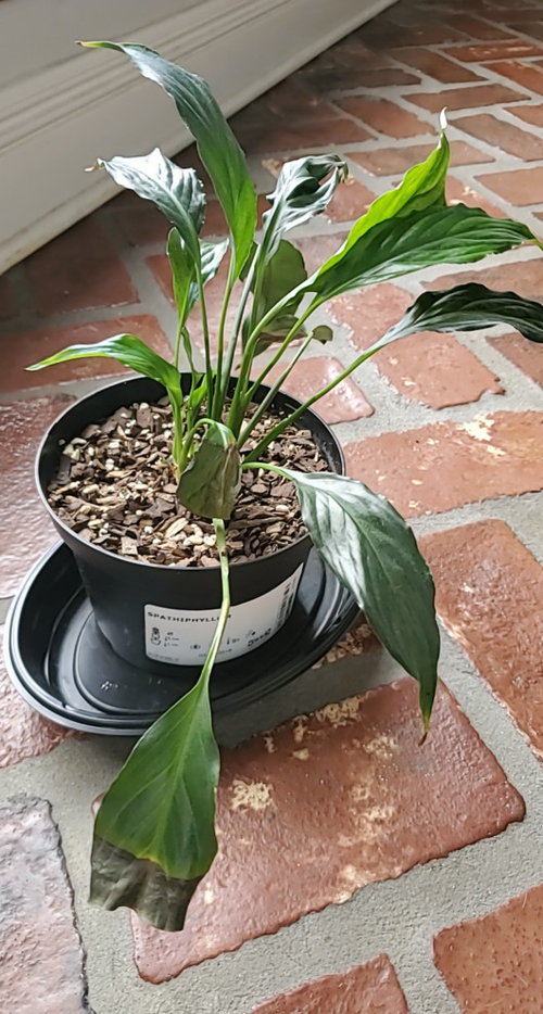 peace Lilly leaves turning black