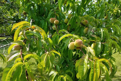 Recovered plants after disease and pest treatments