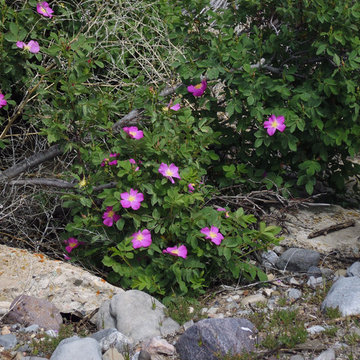 Nootka Rose / Rosa Nutkana