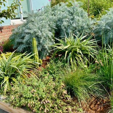 Mount Davidson Coastal garden