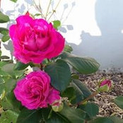 Foto von Christine Gelée