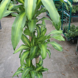 orchids - Products