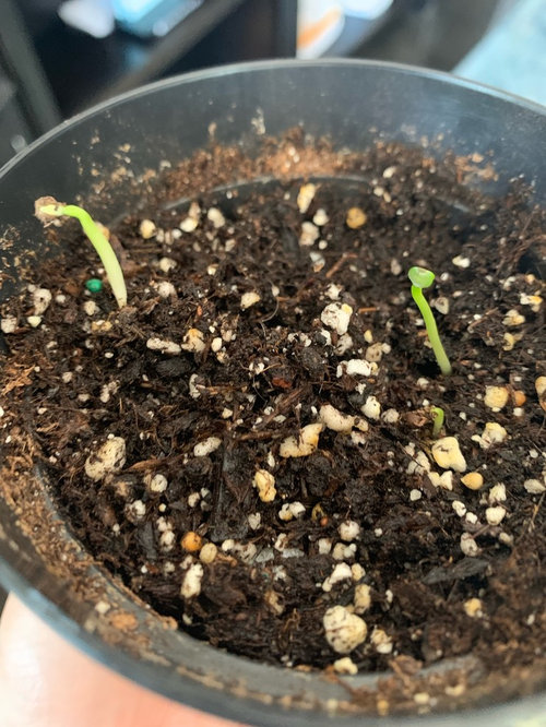 Euphorbia Obesa seedlings