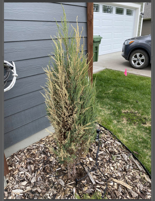 Junipers Dying from this parasite