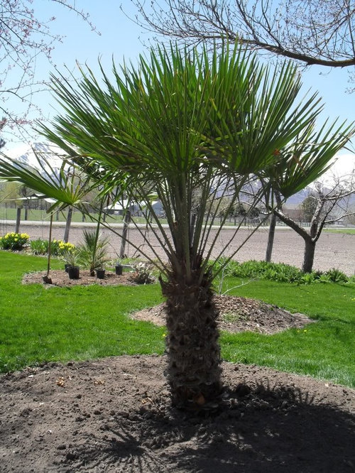 Spring pic of 15' outdoor palm tree, Zone 4