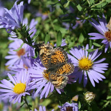 Pollinator Plants