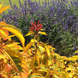 Lime Sizzler&trade; Firebush - Products
