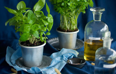 Healthy Home: 8 Fresh Ways to Plant Herbs