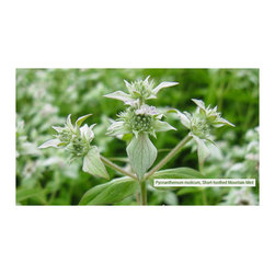 Native Plants - Products