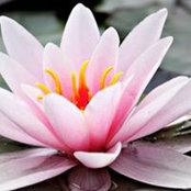 Kathy Van Es's photo
