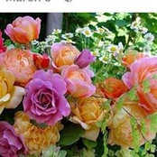 Pat Lents's photo