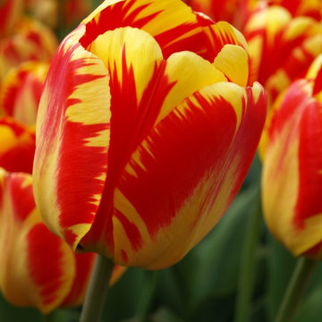 Spring's Fireworks - Bulb Plantings