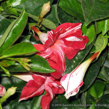 Tropicals