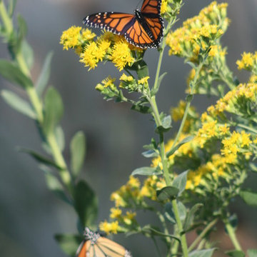 Celebrate Our Many Native Goldenrods